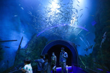 단양다누리아쿠아리움, 바다 없는 충북 체류형 관광 견인