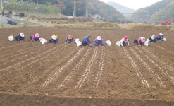 단양군, 황토마늘 농가 파종  80% 완료