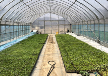 단양군농업기술센터, 2022.공동육묘장 고추묘 신청·접수