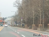 대전 중구, 악취 주범 은행나무 21개 노선 1,121주 교체 완료