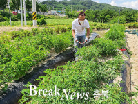 충주시, 기능성약용작물 시험연구로 부가가치 창출