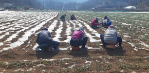 단양황토마늘 정보화마을, 막바지 마늘 싹 꺼내기 분주