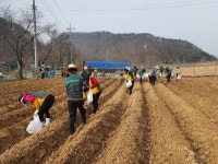 대전 중구, 어려운 이웃에 전달할 감자식재