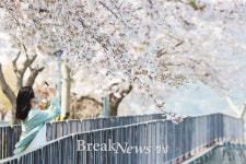 고성군 대가저수지에 만개한 벚꽃