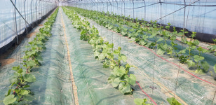 진천군농업기술센터, 농가 지역활력화작목 멜론 집중 육성