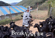충주시, 염소 구제역 백신 일제 접종