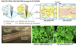 POSTECH·부산대 공동연구팀, 인-배스 3D 바이오프린팅으로 체외 지방조직 개발