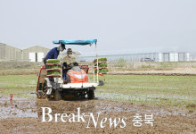 충주시, 고품질 쌀 생산 위해 ‘모내기 적기 이앙’ 당부