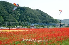 하동 북천 꽃단지‘1억 송이 꽃양귀비 절색’