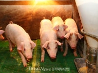 홍천군, 돼지농장서 아프리카돼지열병 발생...“초동방역 만전”