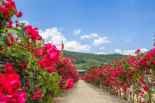 단양 온달관광지 드라마세트장, 관광객 유혹 장미꽃 만개