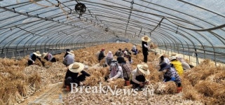 합천군, 마늘 수확 일손돕기 나서