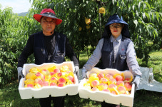 옥천군, 지역농가 복숭아 출하 한창