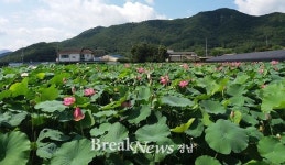 밀양연꽃단지, 도시민 힐링 장소 ‘문전성시’