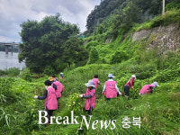 충주시 엄정면 직능단체, 가시박 퇴치 활동 나서