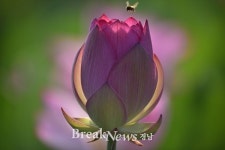 제5회 함안 연꽃테마파크 연꽃사진 대상 유영해 씨의 ‘환생’ 선정