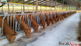 강진군, 특별사료구매자금 40억 원 확보로 축산 농가 부담 완화