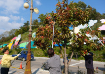 [영상]영동군, 2022.가로수길 감 따기 행사 진행