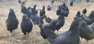 논산시·연산오계재단, 烏鷄 향토음식 활용 방안 마련 추진