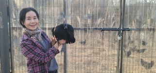 논산시·연산오계재단, 烏鷄 향토음식 활용 방안 마련 추진