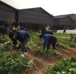 구리시 청춘농장, 관내 경로식당등에 직접 키운 농산물 지원