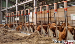 전남도, 전국 유일 지난해 축산 사료 구매자금 무이자 지원