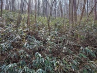 [현지 르포]경남 하동군 회남재 숲길...왕복 12km를 걷다~