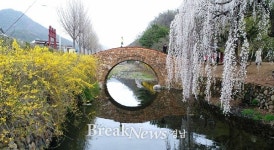 ‘벚꽃 명소’ 창녕만옥정공원 벚꽃 만개...상춘객 유혹