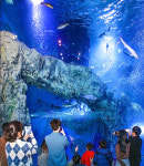 어린이날 황금연휴, 단양다누리아쿠아리움 생태관 갈까?