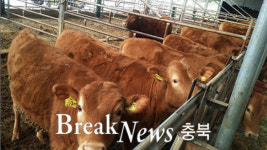 충북 청주 한우농장, 구제역 양성 판정