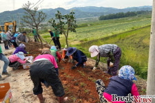 영암군 덕진면 송내외마을에 맥문동 꽃길 생겨