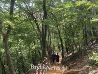 ‘천년 사찰 창원 성주사 황토길에서’ 맨발 힐링