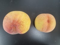 경북농업기술원, 신품종 복숭아 ‘누리황도’개발