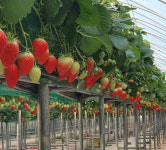 영동군, 청년 농업인 스마트 경영실습 임대농장 모집