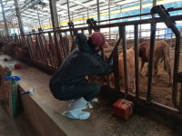 경북 김천 한우 사육 농장서 소 럼피스킨 확진 역학조사