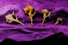 유랑(流浪)의 역사 – 보랏빛 탄생