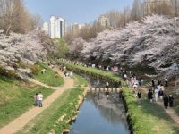 벚꽃 명소로 새로 태어난 부평 굴포천