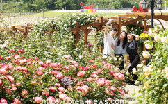 임실 치즈테마파크… 상춘객 유혹