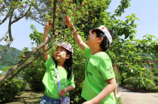 [포토뉴스] 대전산흥초 산흥 앵두빌리지 Dream Festival 개최