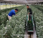 창원산 국화 2년 만에 일본 수출길 오른다