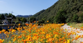 [포토]단양군 적성면, 가을꽃 코스모스 만개