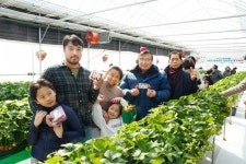 중랑구, 가족과 함께하는 딸기체험 실시