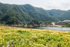 단양군, 도담정원 봄꽃 정원 새단장