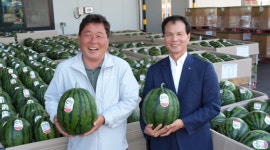 음성군, 지역 명품 농특산물 ‘다올찬 수박’ 출하 본격화