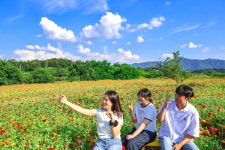 이서면 양원리(2) 마을체육시설 | 청도 이서면 양원리 백일홍꽃 만개