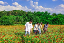 이서면 양원리(2) 마을체육시설 | 청도 이서면 양원리 백일홍꽃 만개
