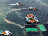 수협, 남해안 적조 피해 양식어가 지원 총력