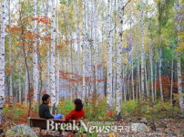 하얀 숲 위로 알록달록 단풍 물든 가을…영양 자작나무숲