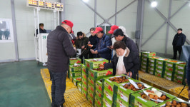 영동군, 지역 명품 특산물 곶감 본격 출하 시작