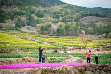 벚꽃·유채꽃 어우러진 환상의 드라이브 코스는